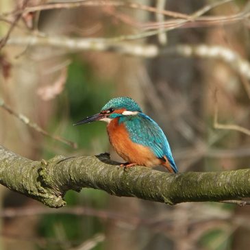 IJsvogel
