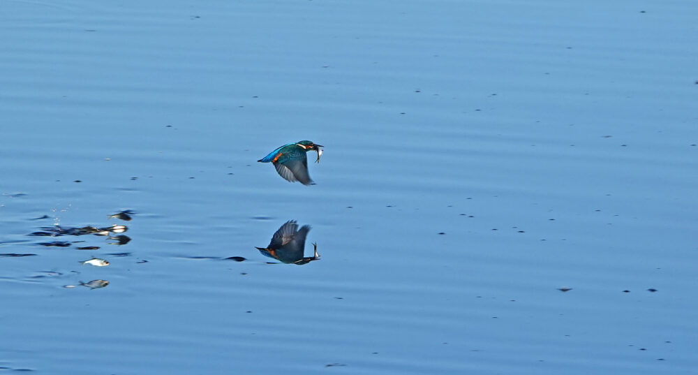IJsvogel (Onlanden)