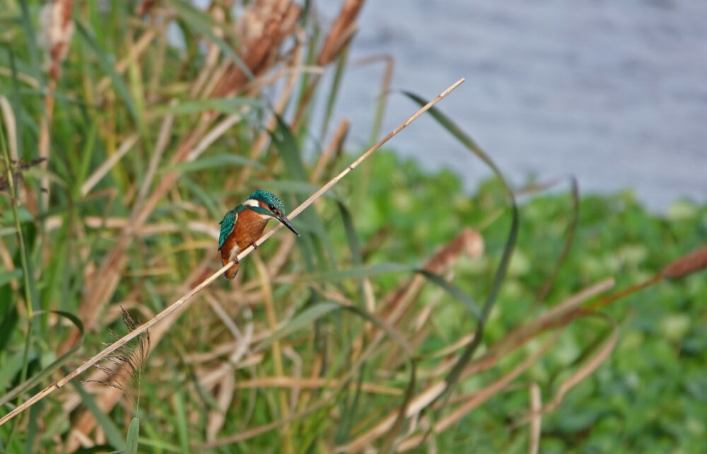 IJsvogel (Onlanden)