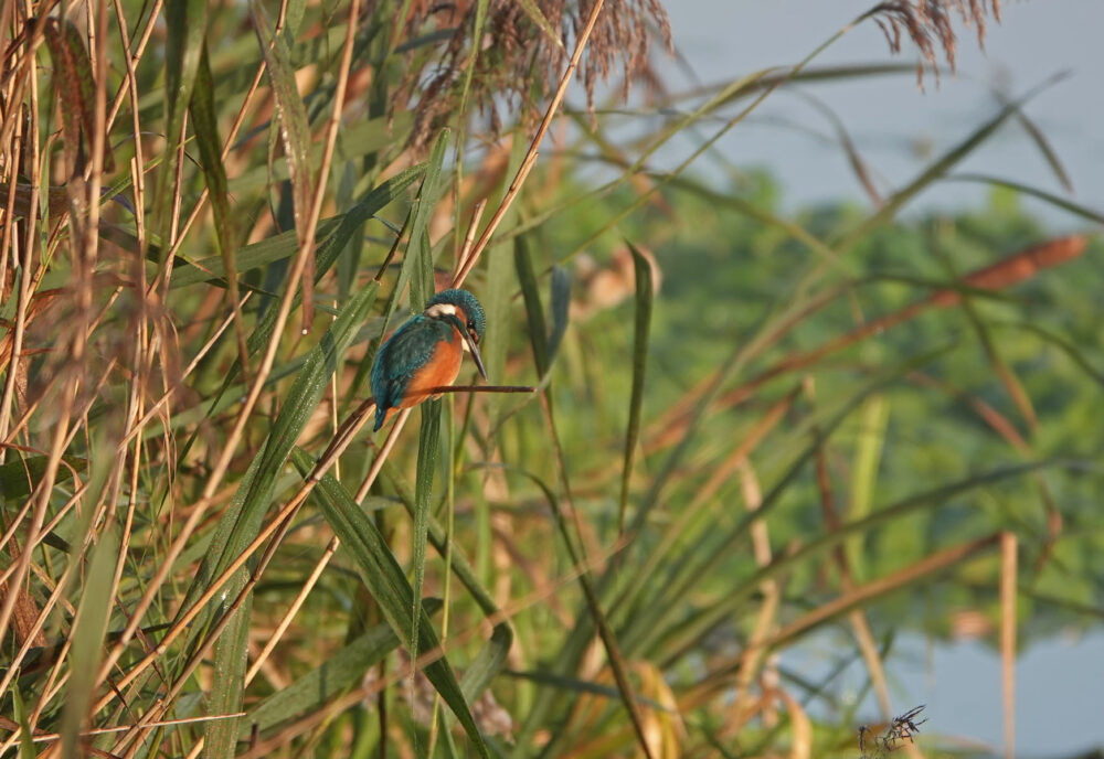 IJsvogel (Onlanden)