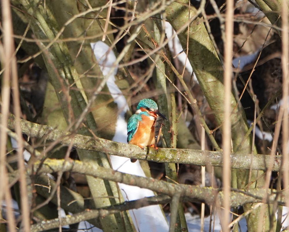 IJsvogel