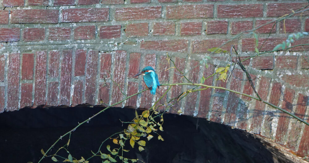 Ijsvogel