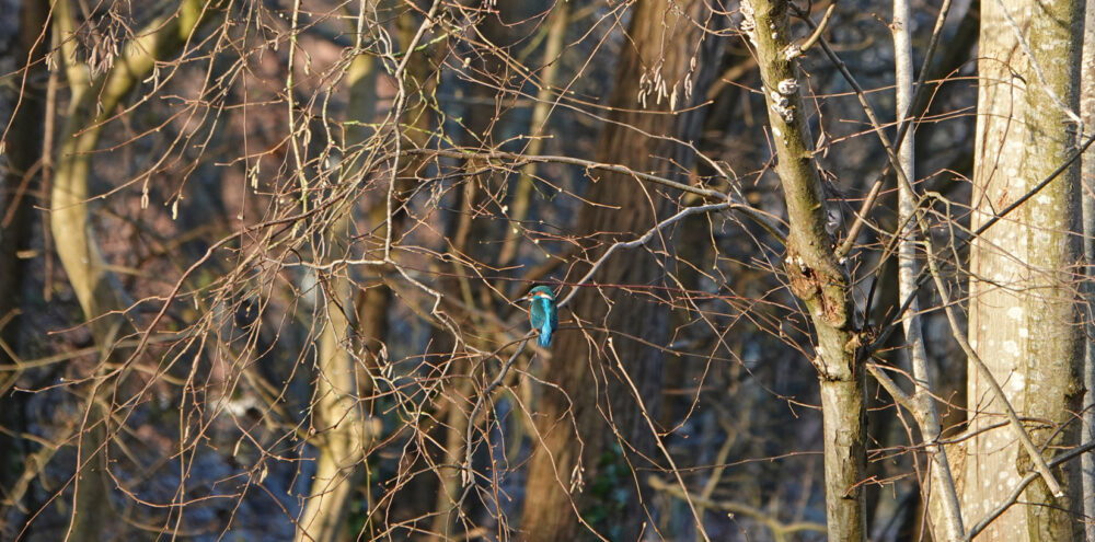 Ijsvogel