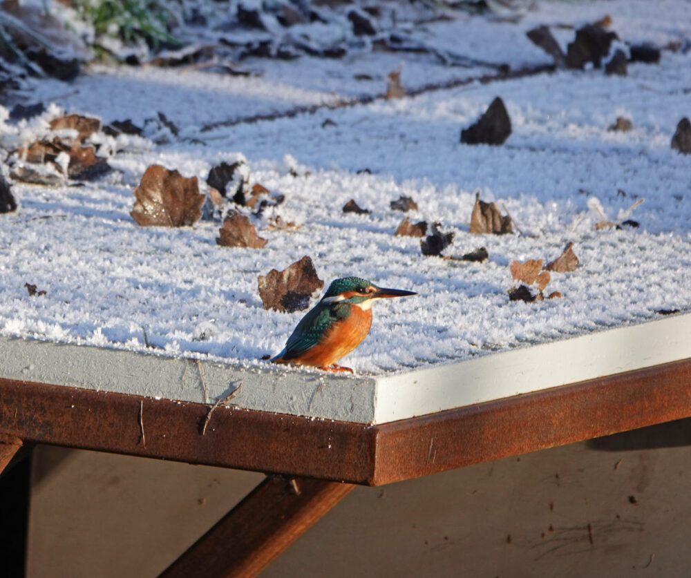 Ijsvogel