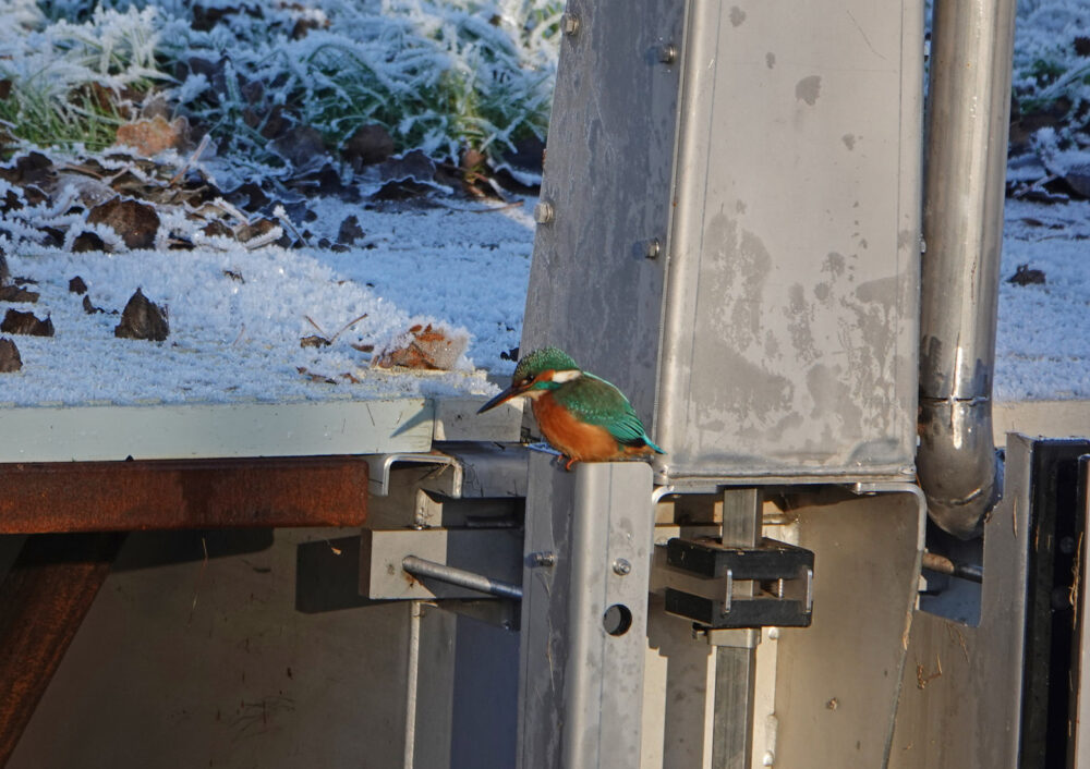 Ijsvogel