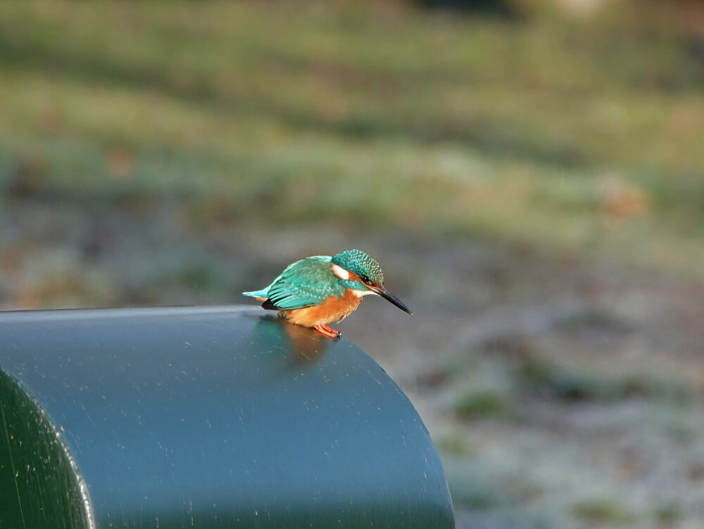 Ijsvogel