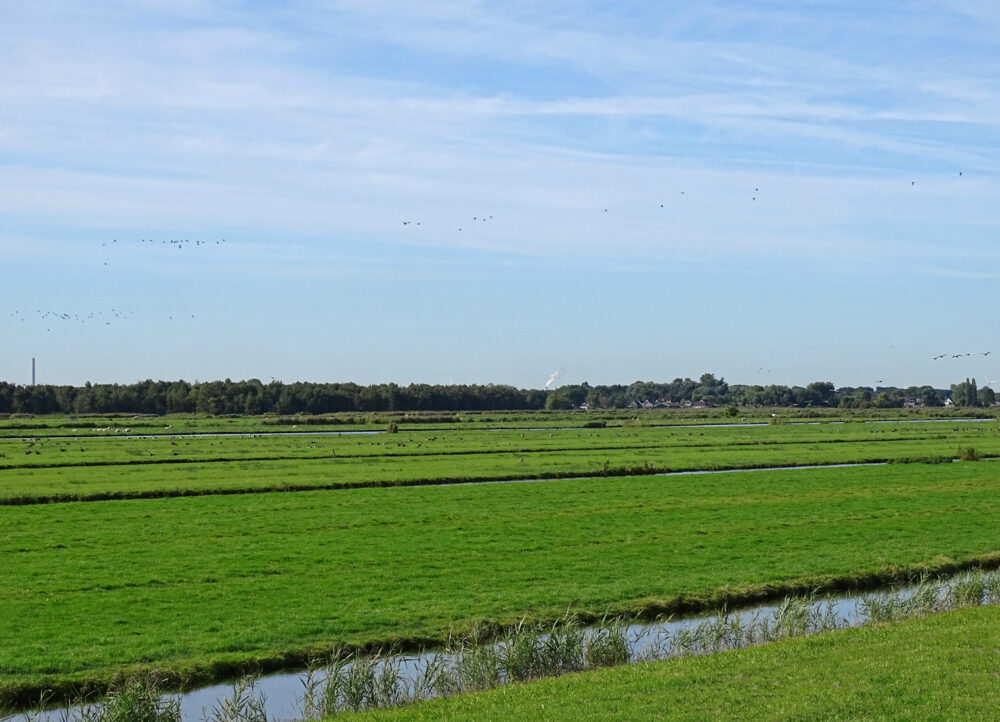Ilperveld
