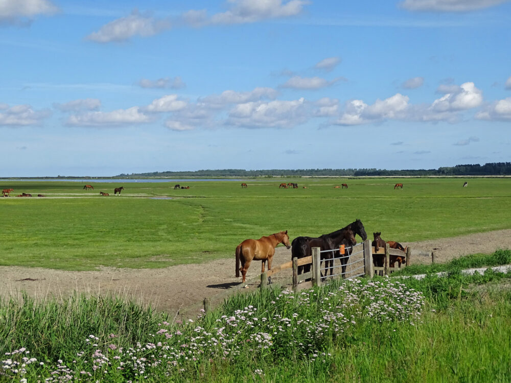 Jaap Deensgat (Lauwersmeer)