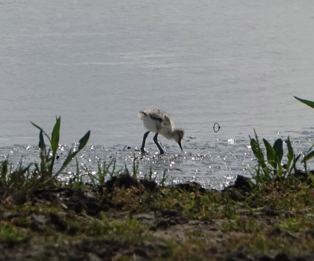 Jonge kluut (vanuit vogelkijkhut Polder breebaart)