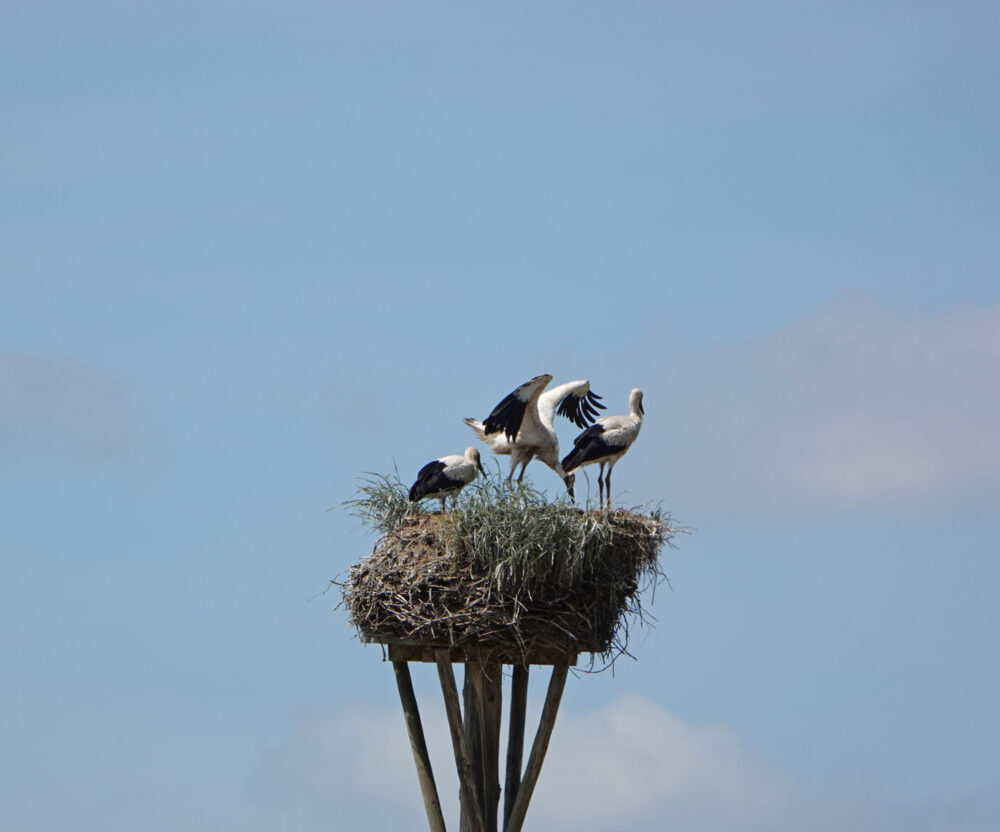Jonge ooievaars op nest