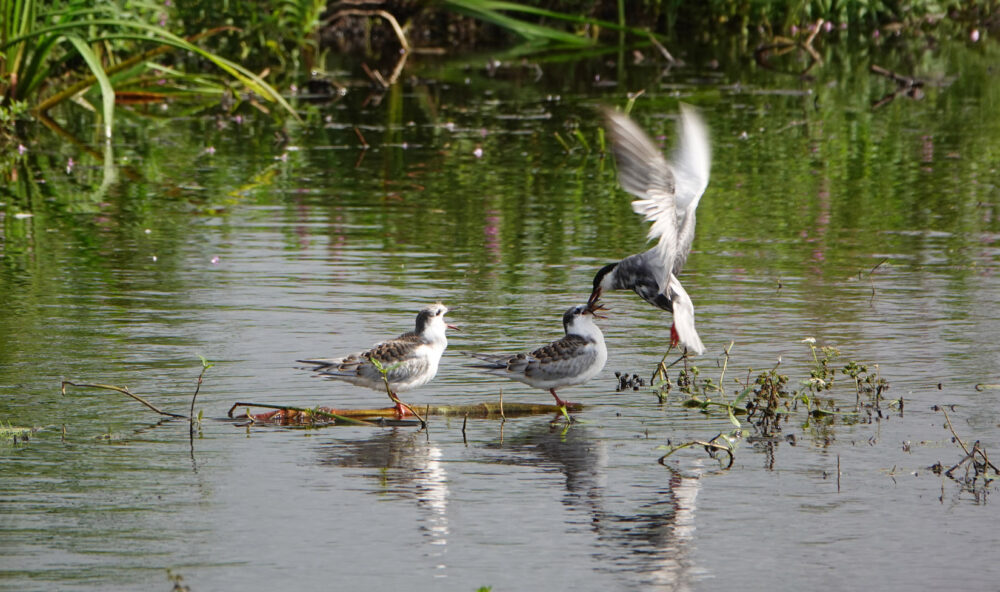 Jonge witwangsterns worden gevoerd (Kropswolderbuitenpolder)