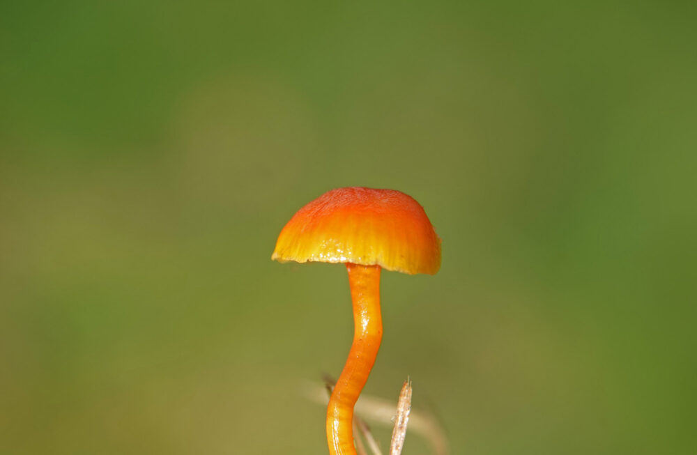 Kabouterwasplaat