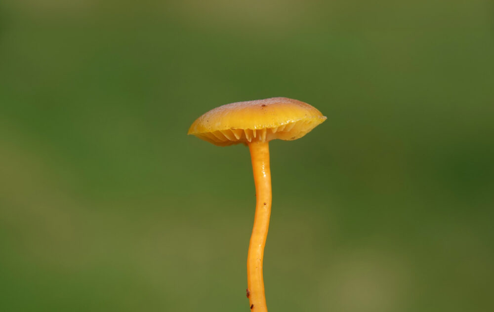 Kabouterwasplaat