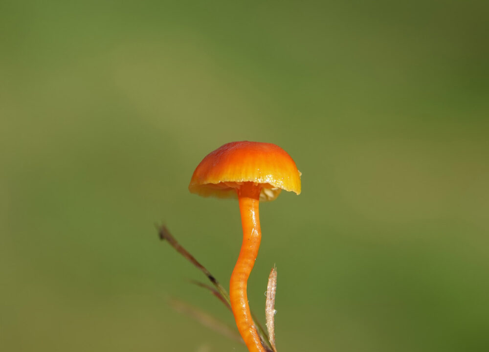 Kabouterwasplaat