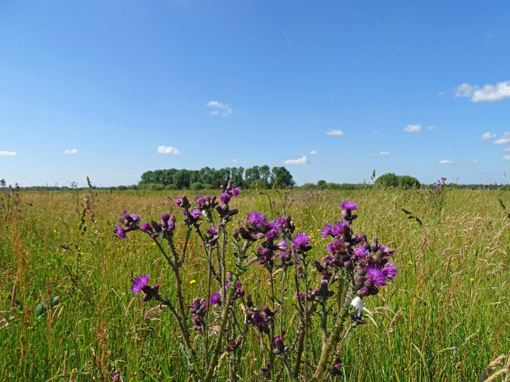 Kale jonker in Weeringsbroeken (Onlanden)