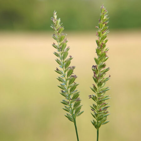 Kamgras