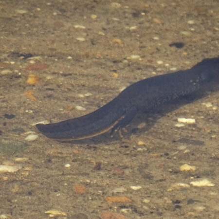 Kamsalamander (Dwingelderveld)