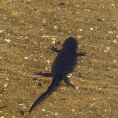Kamsalamander (Dwingelderveld)