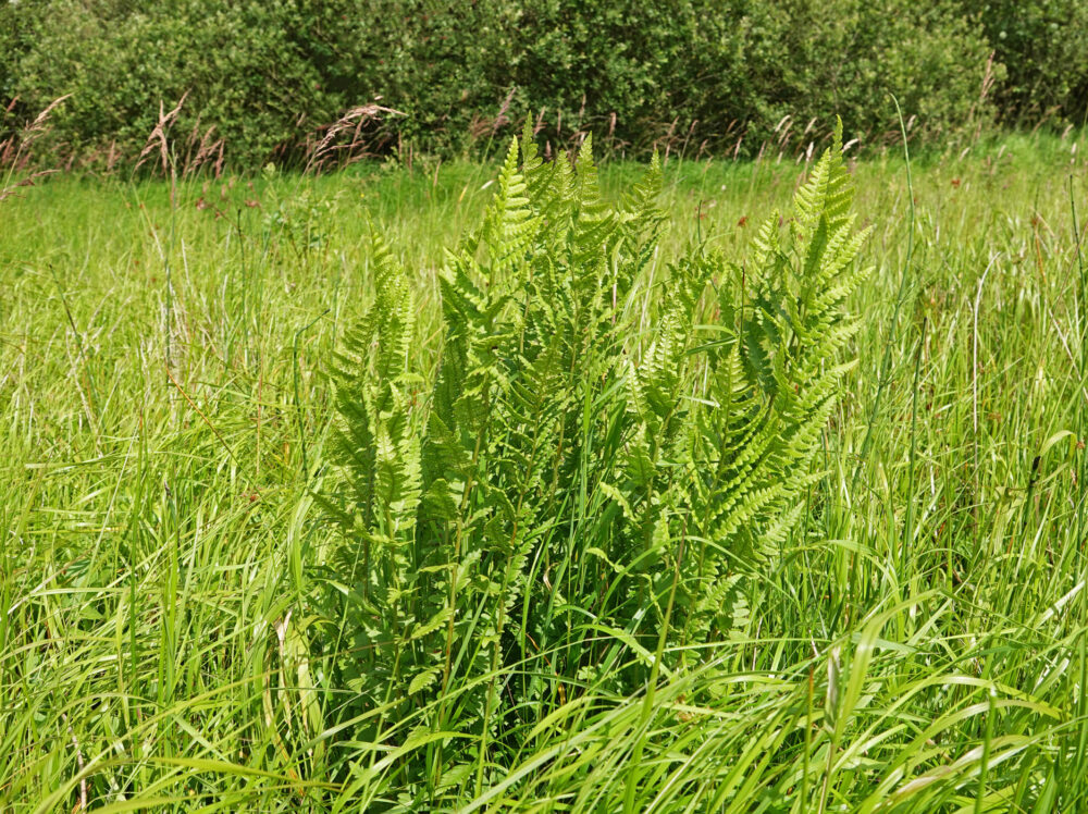 Kamvaren