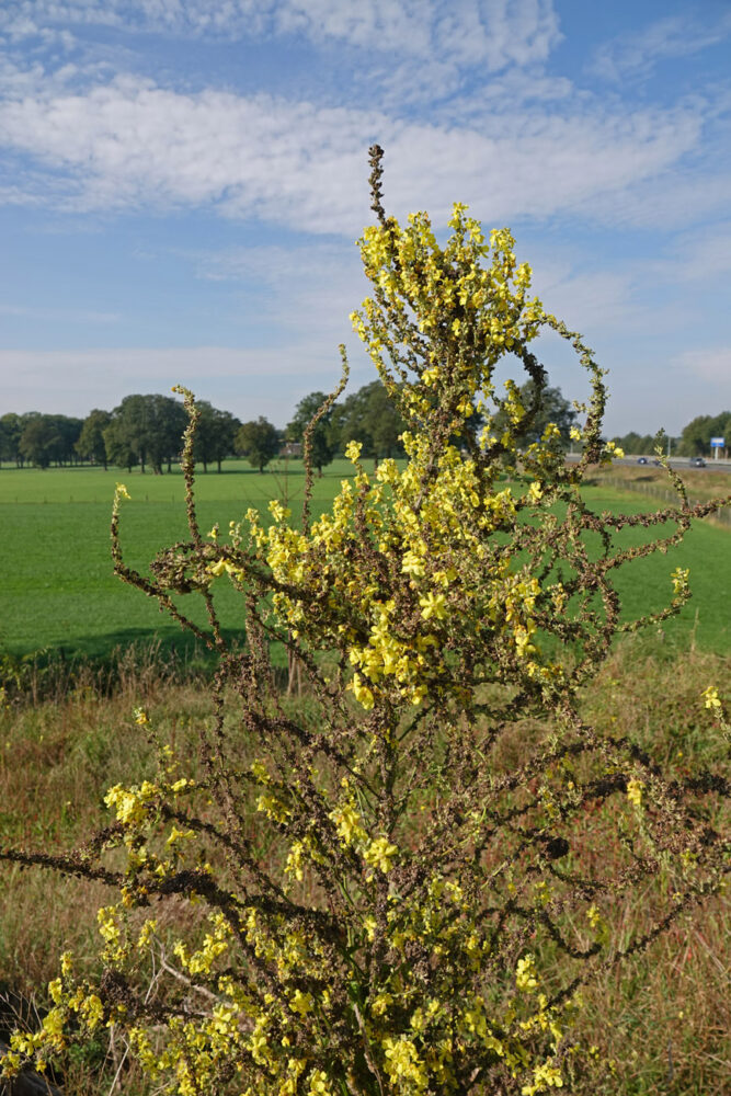 Kandelaartoorts