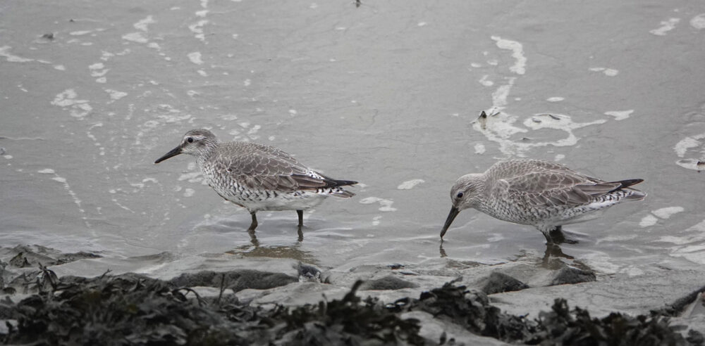 Kanoet Waddenzee (Harlingen)