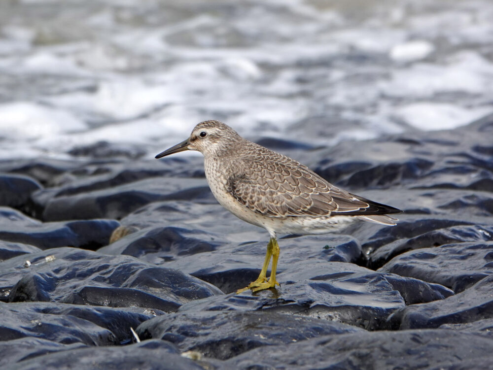 Kanoet (langs Waddenzee bij den Helder)