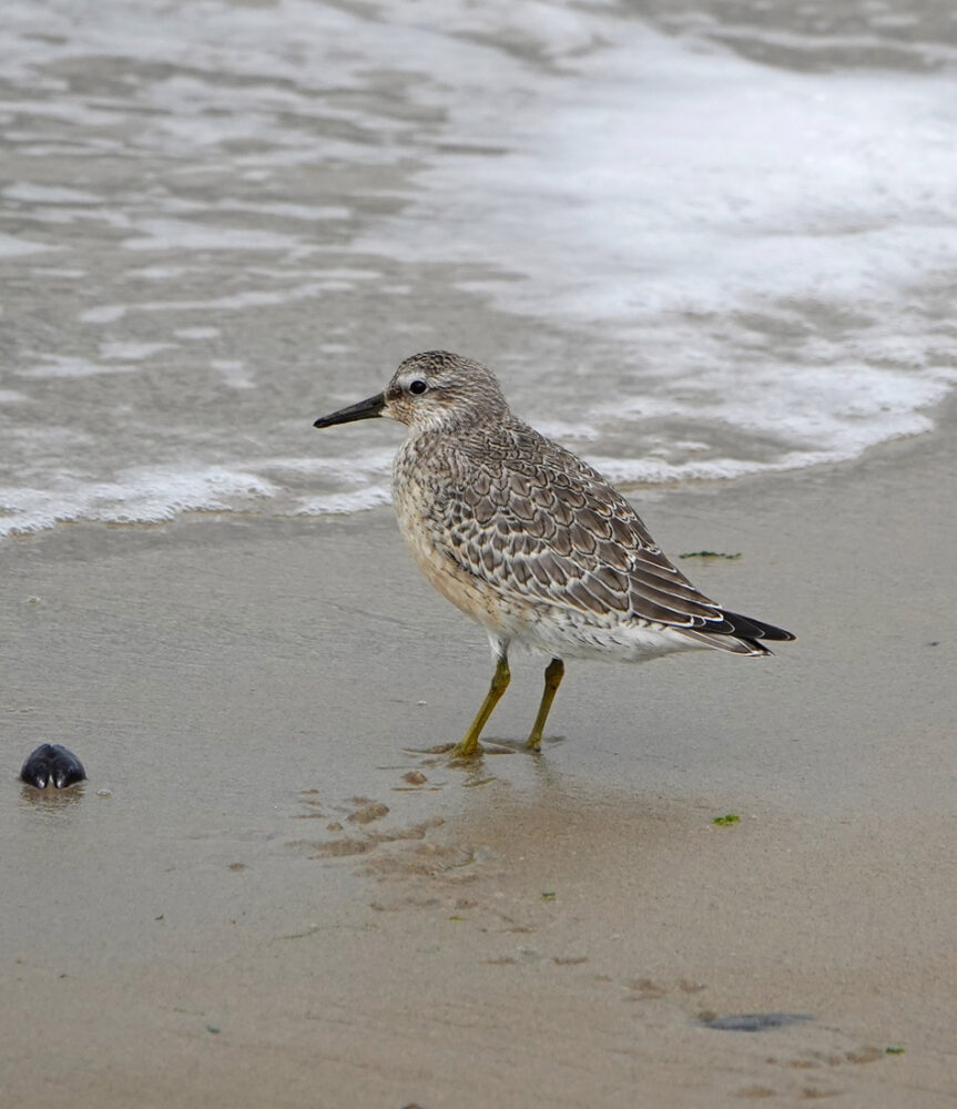 Kanoet (langs Waddenzee bij den Helder)