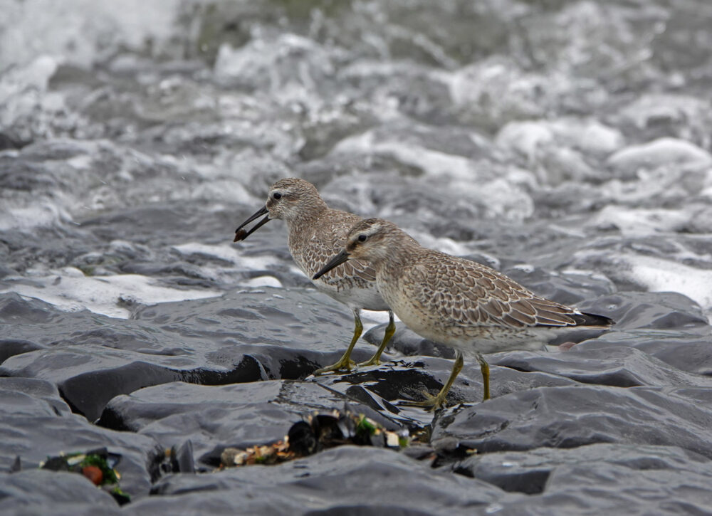 Kanoet (langs Waddenzee bij den Helder)