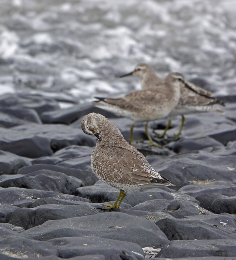 Kanoet (langs Waddenzee bij den Helder)