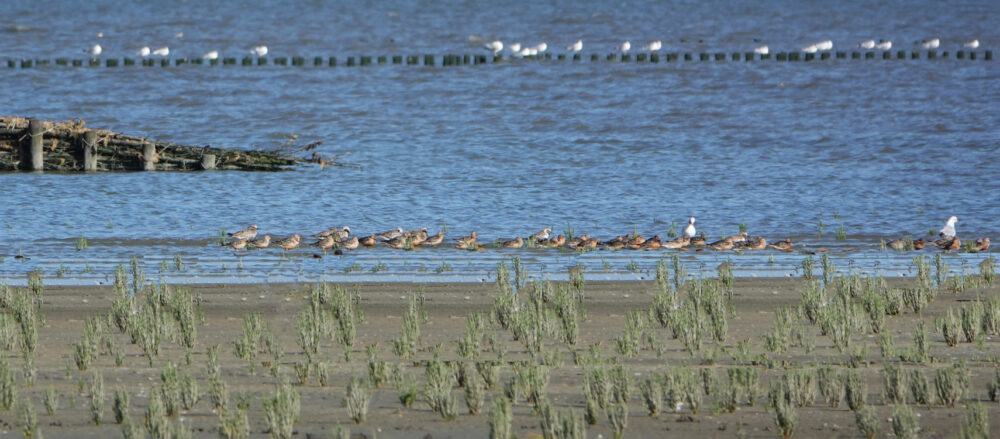 Kanoeten in zomerkleed op wad (Lauwerpolder)