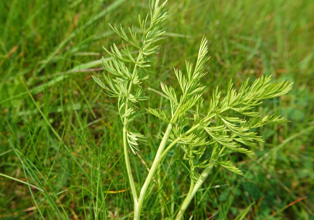 Karwijvarkenskervel