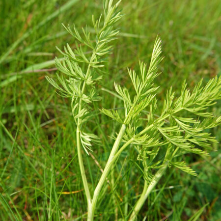 Karwijvarkenskervel