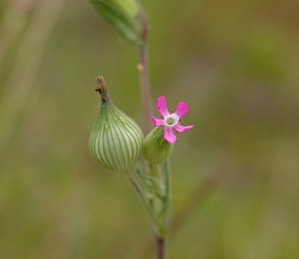 Kegelsilene