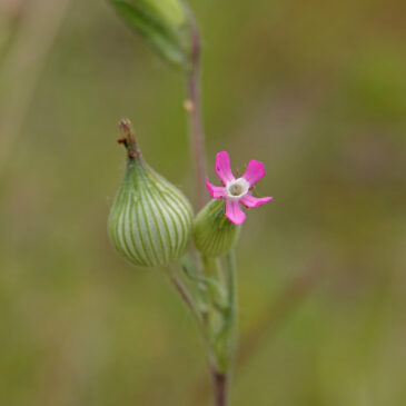 Kegelsilene