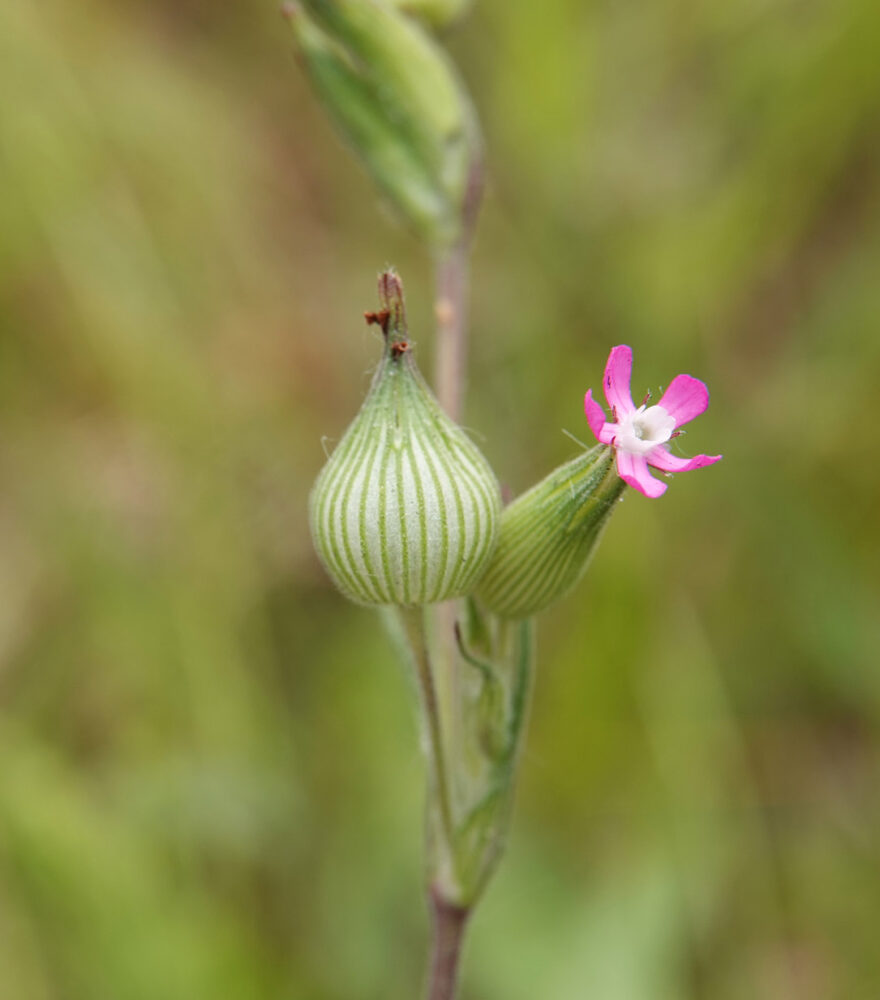 Kegelsilene