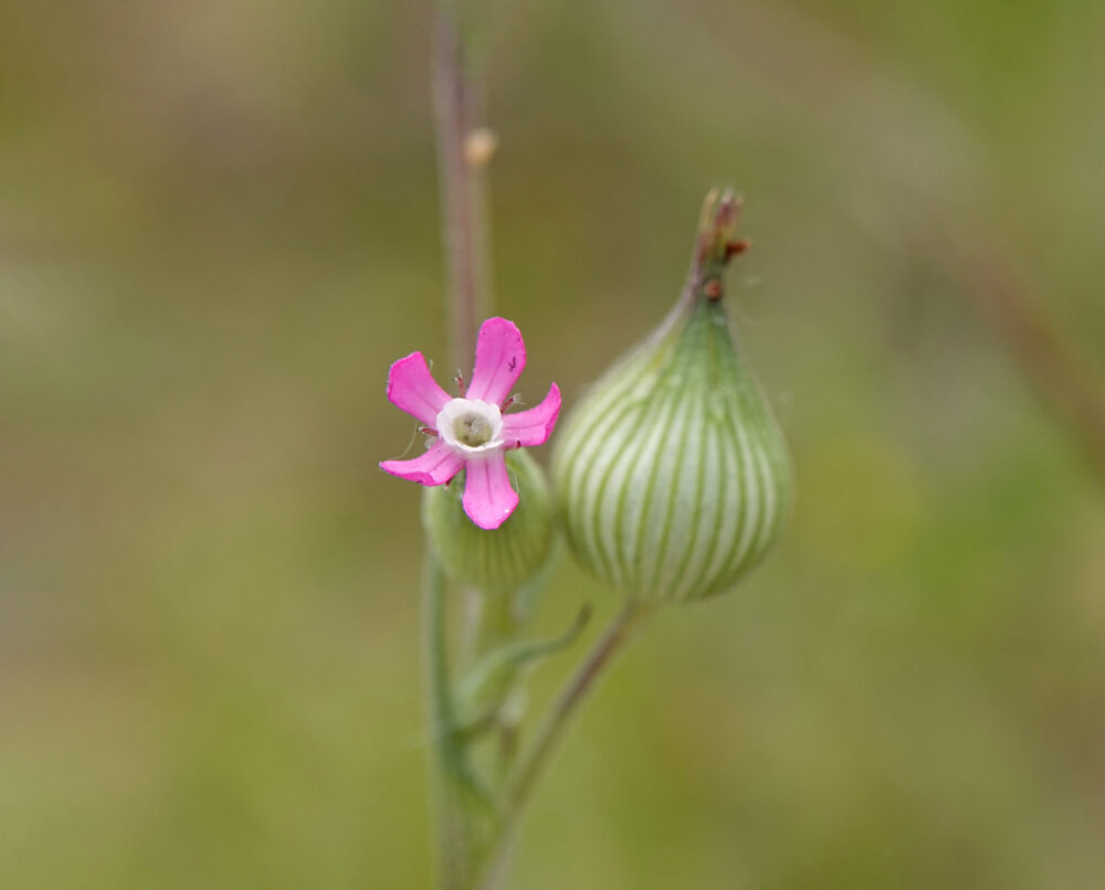 Kegelsilene