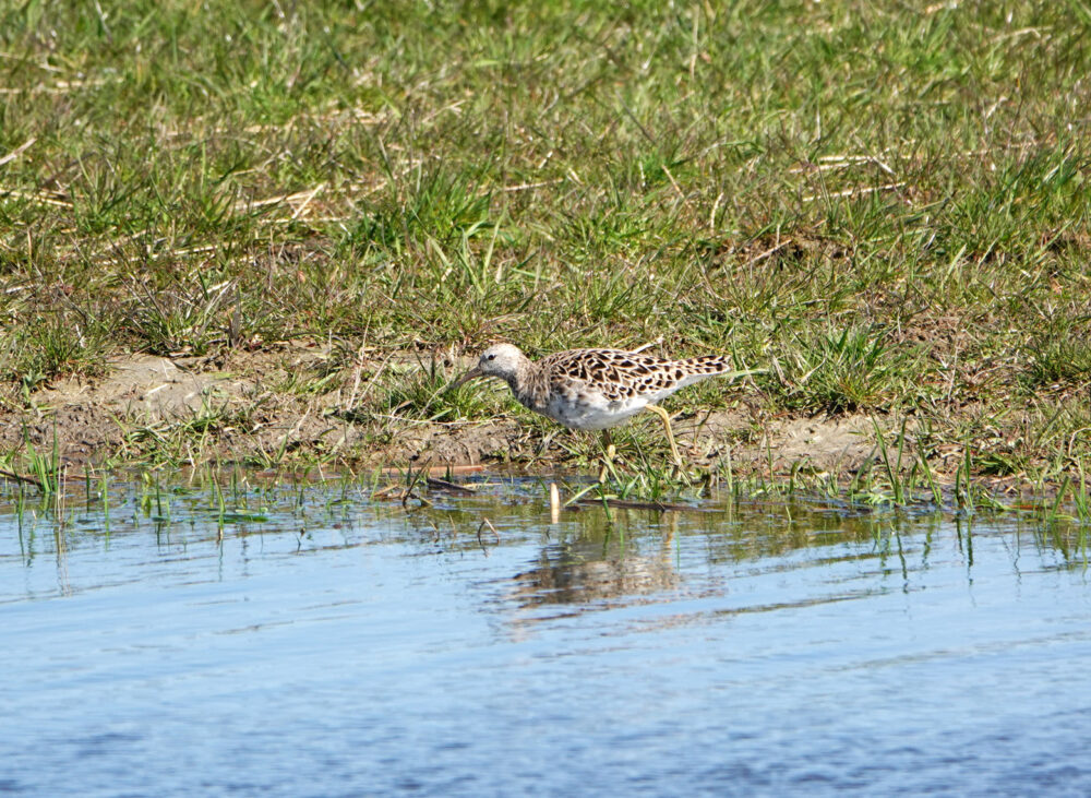 Kemphaan (Reitdiep)