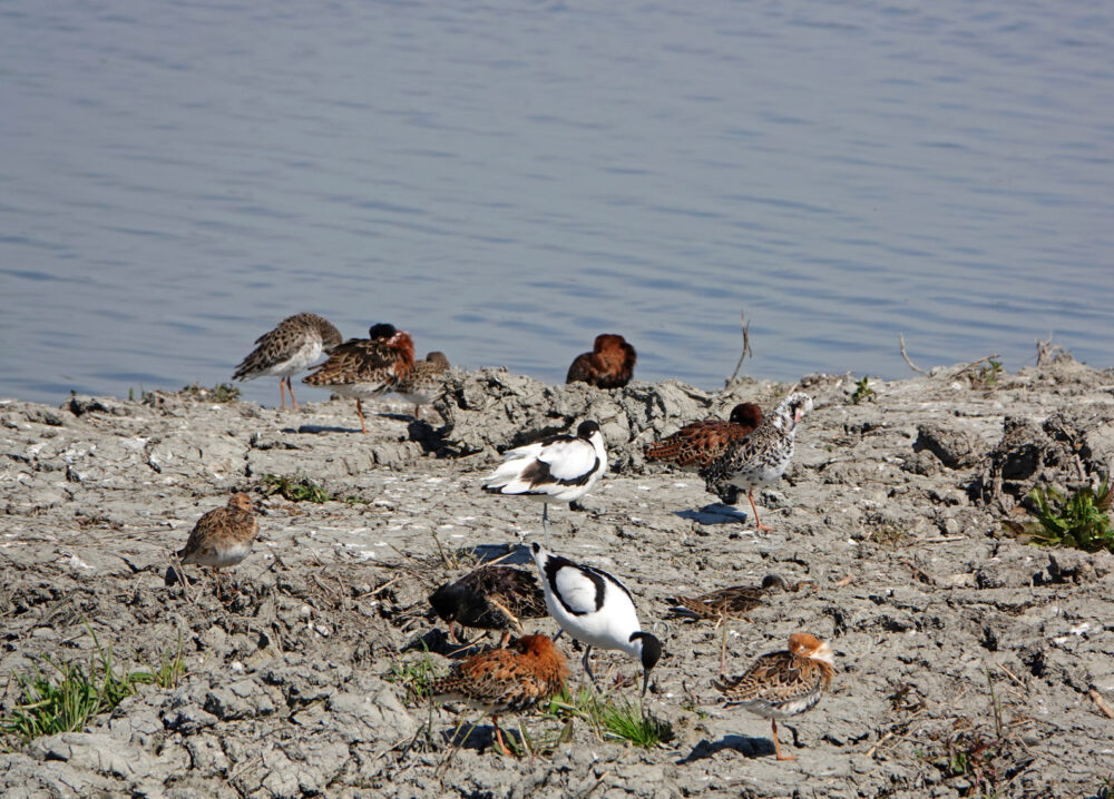 Kemphanen en kluten in weidevogelreservaat Skrok