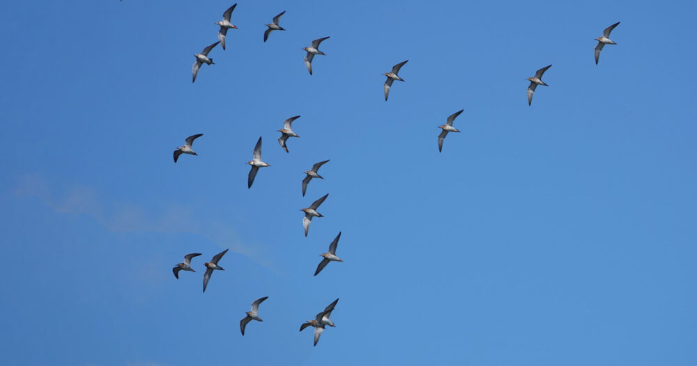 Kemphanen in vlucht