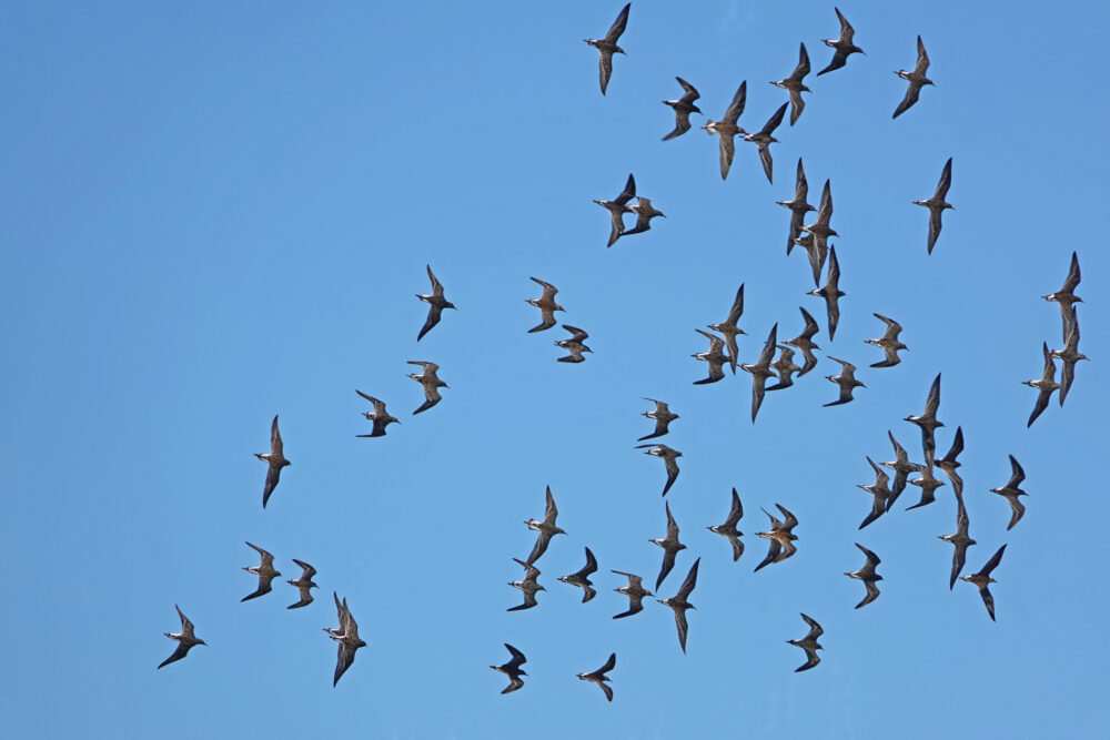 Kemphanen in vlucht