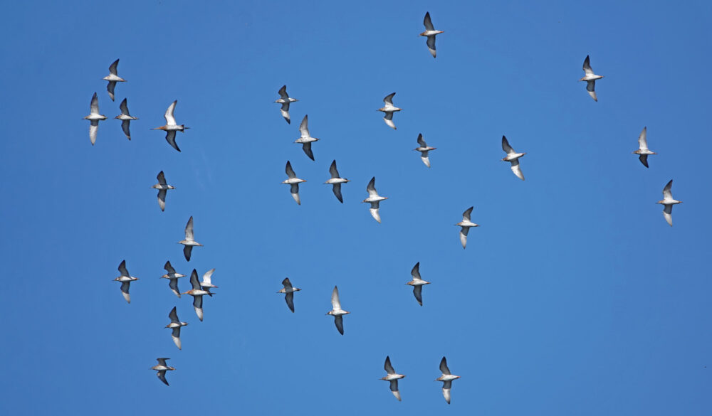 Kemphanen in vlucht