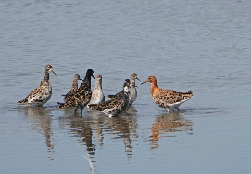 Kemphanen in weidevogelreservaat Skrins