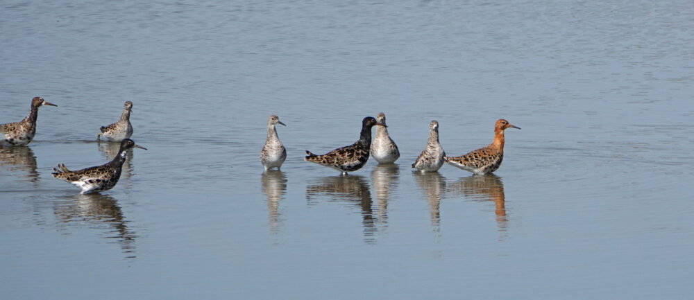 Kemphanen in weidevogelreservaat Skrins