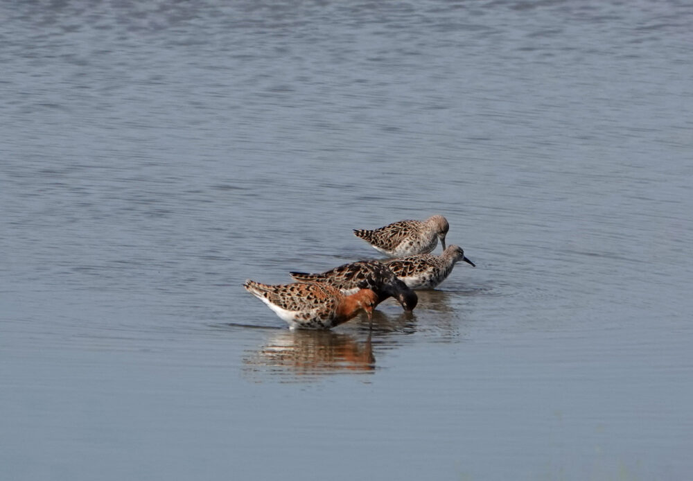 Kemphanen in weidevogelreservaat Skrins