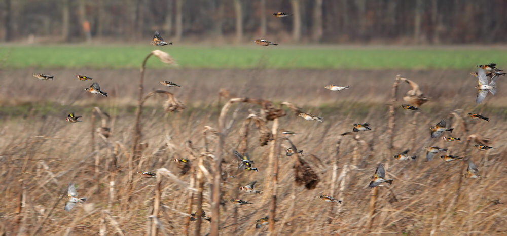 Kepen en putters boven winterakkers