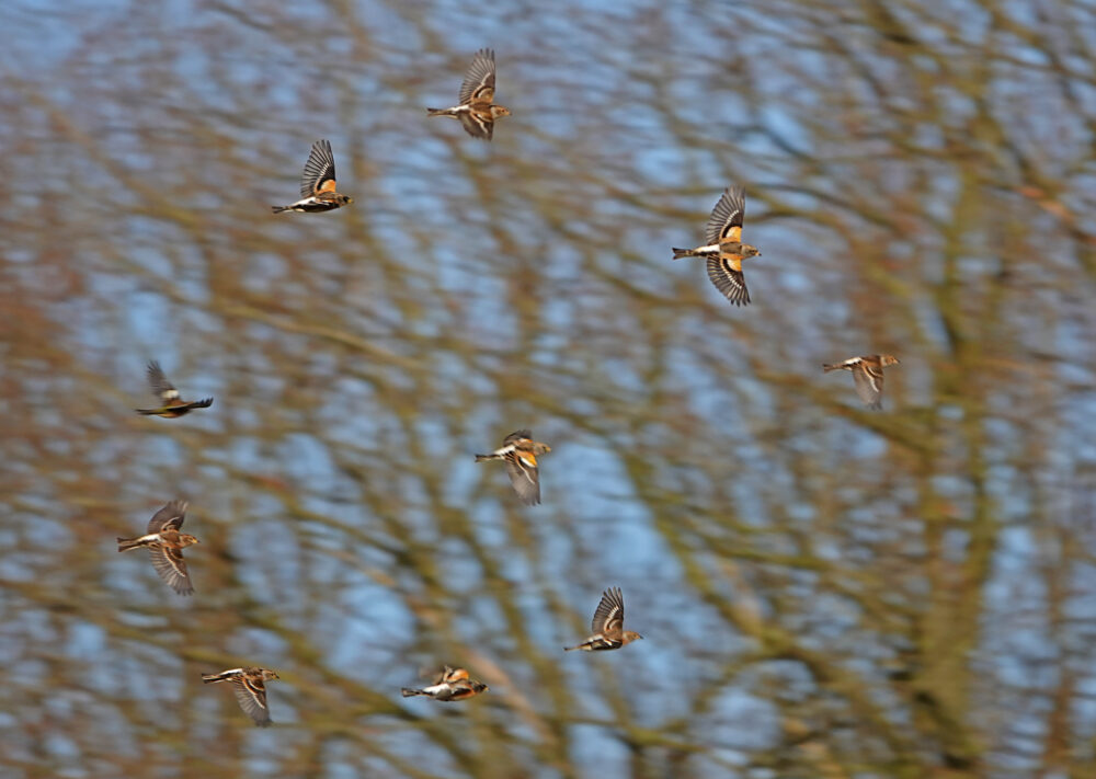 Kepen en putters boven winterakkers