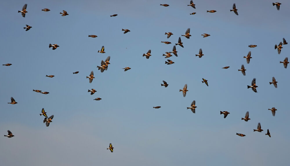 Kepen in vlucht