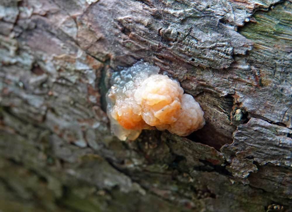 Kerntrilzwam