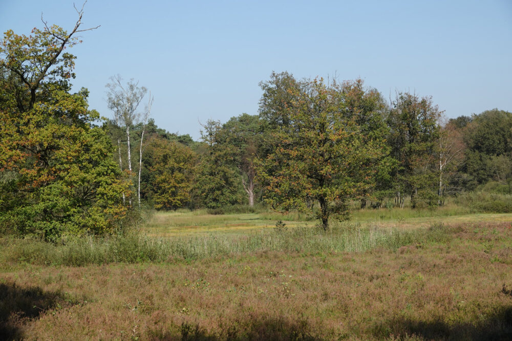 Kienveen