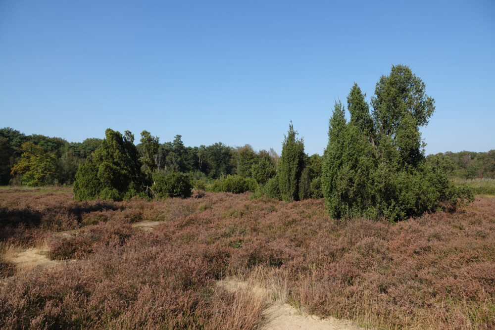 Kienveen